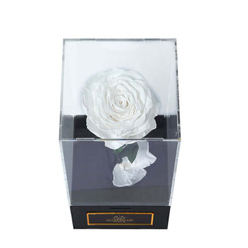 Infinity White Rose Single